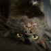 corinndigo-deactivated20230408:l0vegl0wsinthedark:When cats lie on their backs and look at you upside down with their little vampire tooth sticking out reblog if you agree