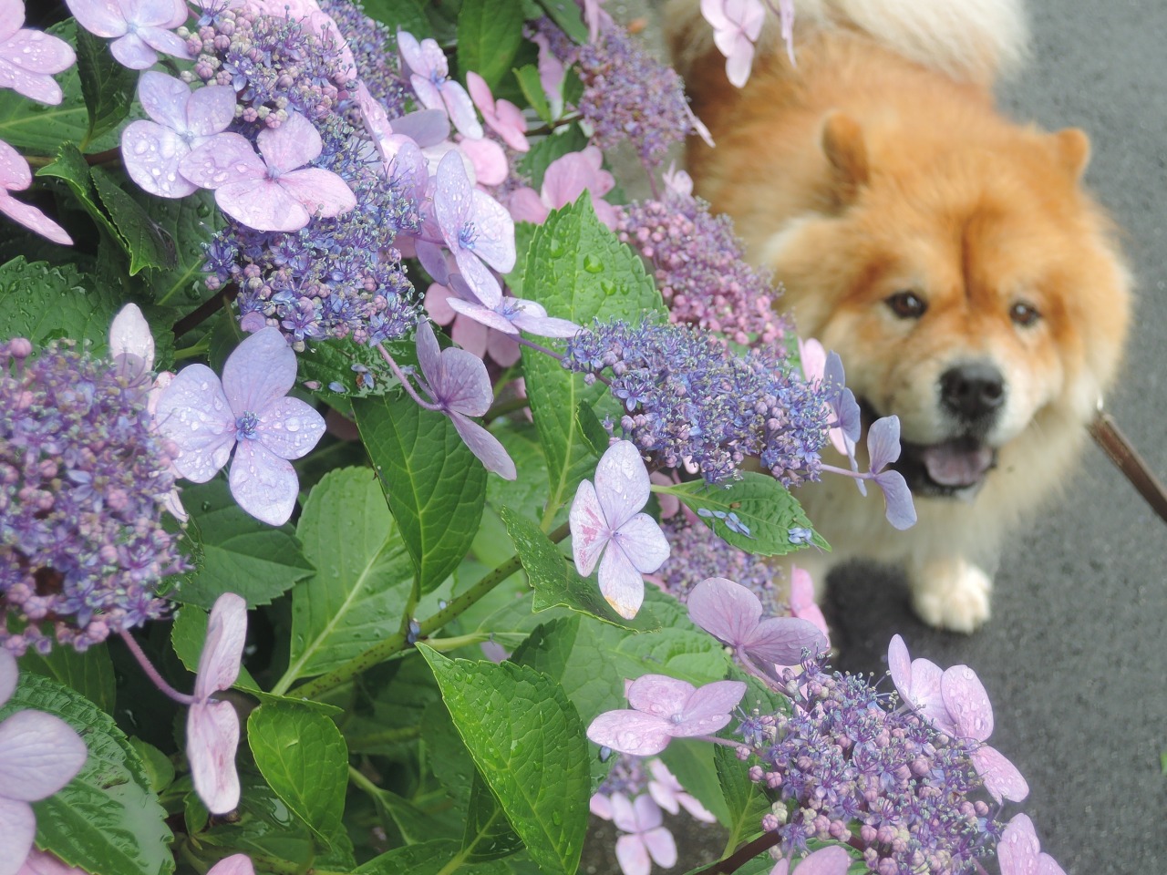 chow29dora:  雨上がりの紫陽花。Hydrangea After Rain. 今年もトトロをイメージしたく、河川敷に群生していたつる草の葉を一枚頭にのせてみたけど、なんか微妙だ。まんまるオツムで柏餅っぽい・・・。Totoro