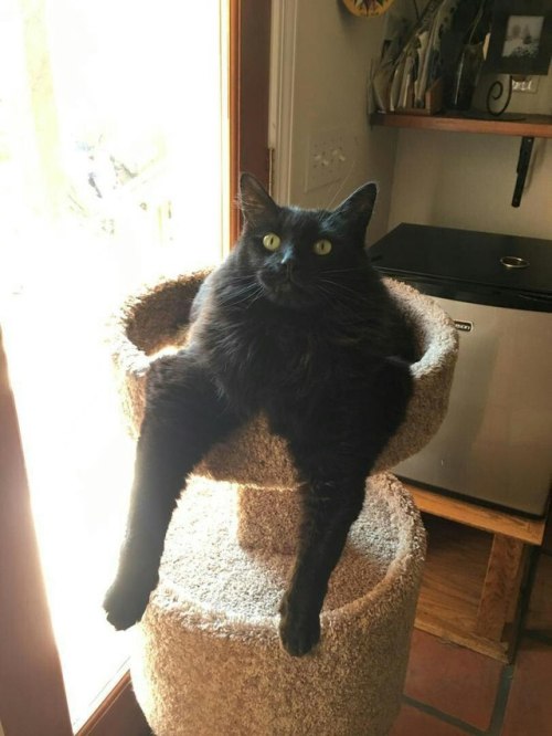 ryebread-witchhunt:  atticus-bitches:  @ryebread-witchhunt    Now these are some cats that can pose for a picture  