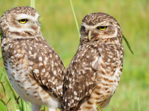  Coruja-buraqueira/Burrowing Owl Athene cunicularia 