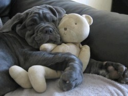 Note-A-Bear:  Awwww-Cute:  Big Baby  Buhhhhh Baby 