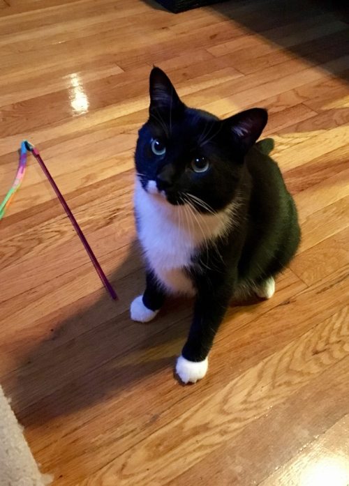 catsandkitten:Unimpressed with his new toyWhat a sweet face