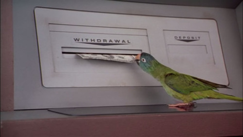 pepperandpals: Birds in Media Appreciation: Paulie from the film Paulie “There are things in l