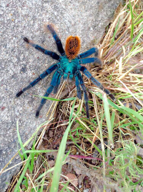 onenicebugperday:North American cobalt tarantula, Aphonopelma mooreae, Theraphosidae Found in Sonora