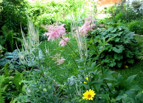 Filipendula in the garden. July 2013.