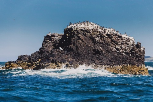 Summer sea bird colonies off North Berwick, Scotland.I wrote on my blog about it here.Follow me @rua