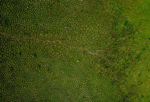 The mounds that earthworms excrete In the tropical wetlands of Venezuela&rsquo;s Orinoco basin a