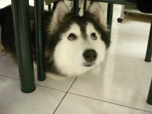 XXX piranhapunk:  zubat:  “I had a husky photo