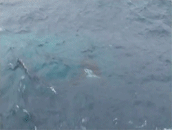 scottish-orca:  North Sea Orca   ❤❤❤❤❤❤
