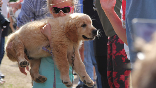 mothernaturenetwork: How many golden retrievers does it take to make you say ‘Awww’?222 