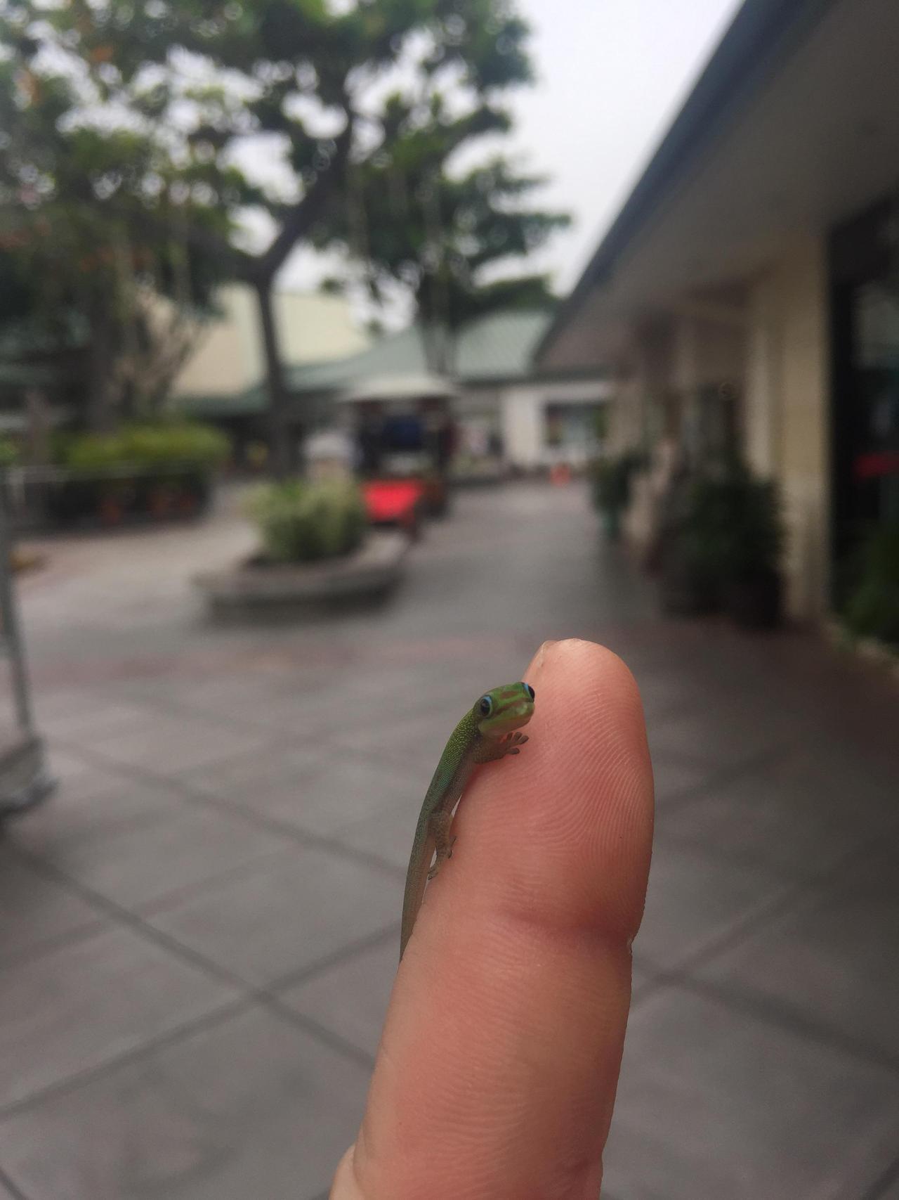 awwww-cute:  How about a non furry little guy? This dude out with me for a while