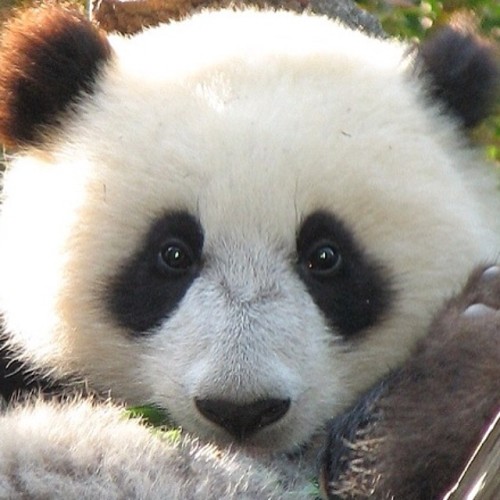 We’ll, hello panda! #panda #cute #instagood adult photos