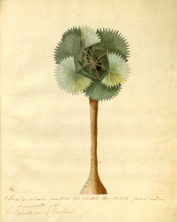 design-is-fine:Mark Catesby, Palm tree from Hortus Europae americanus, or, A collection of 85 curious trees and shrubs, 1767. Via BHL