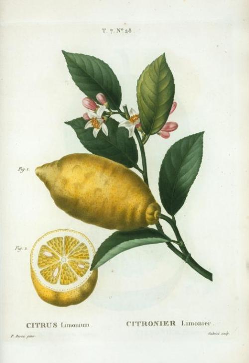 Pierre Joseph Redouté, Citrus limonium, Citronier limonier. An enlarged version of lemon with leaves
