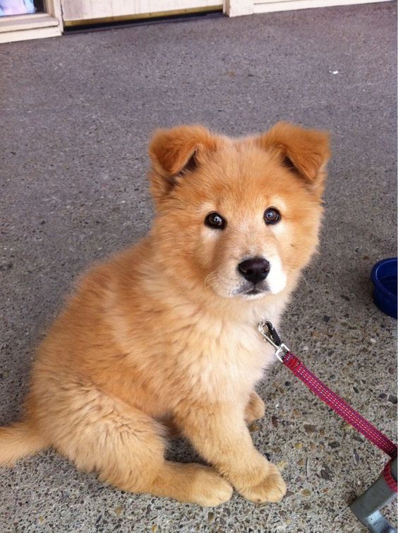 chow chow golden retriever puppy