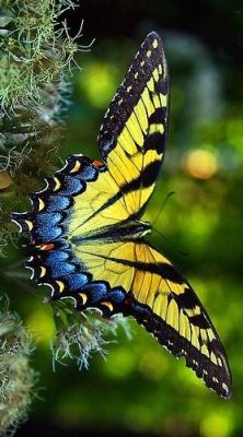 janetmillslove:  Mariposa moment love. Wild