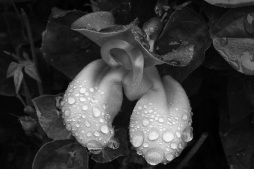 redzenradish-photography:  Rain 