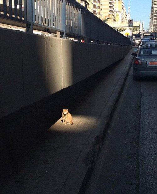 asyoulike:  Daily Picdump #1272 - Daily Picks and Flicks