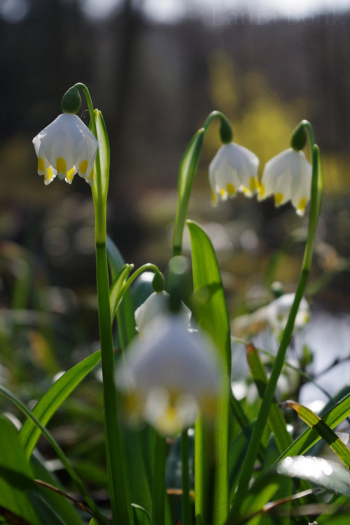 Leucojum sp. and Viburnum x botnantense (hybrid of V. farreri and V. grandiflorium)16-03-2017 // bot