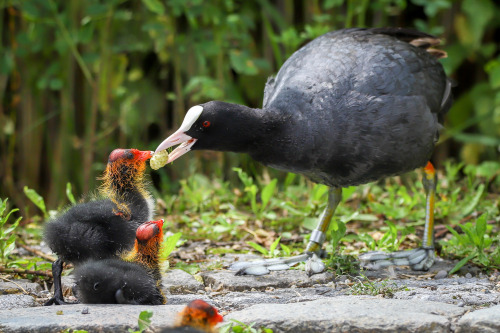 longingforrotkehlchen:“Here, have this berry.”“I said: HAVE IT.”Blässhühner (coots) am Pumpsee im Ro