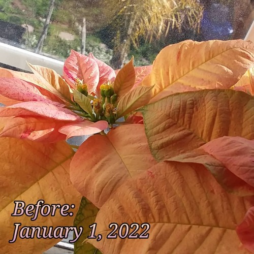 Poinsettia seed progress!!  Only my peachy poinsettia bloomed (apparently my variegated one had alre