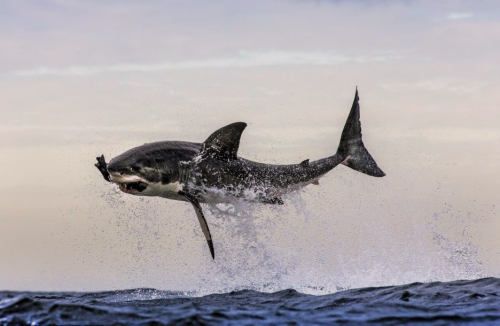 nubbsgalore:  sharks can fly. photos by (click adult photos