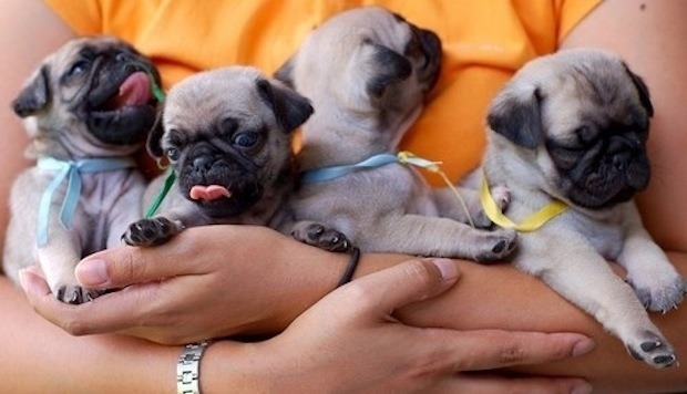 wellthatsadorable:  patbaer:  buzzfeed:  A group of pugs is called a grumble and