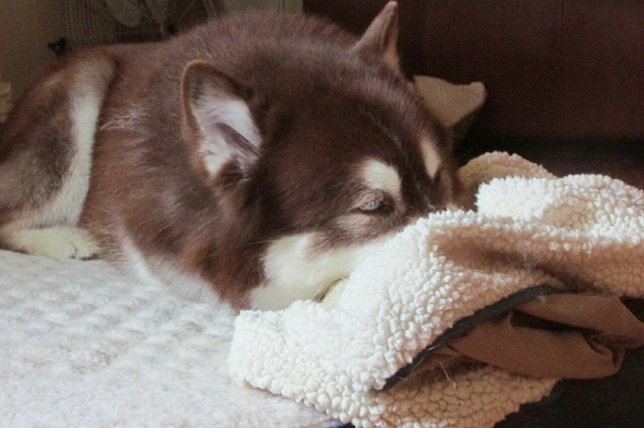 hotdiggitydog-blog:  Oh not the sleep paparazzi again. Must hide my snorfer to get