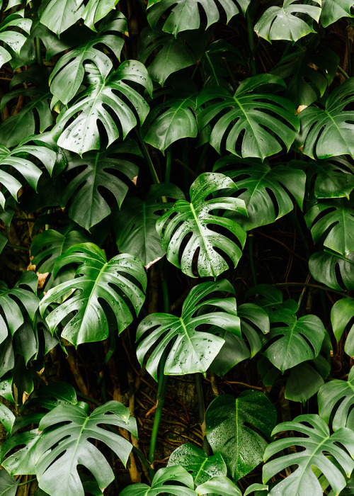Last weekend, in an effort to combat the winters blues, I ventured to the New York Botanical Gardens