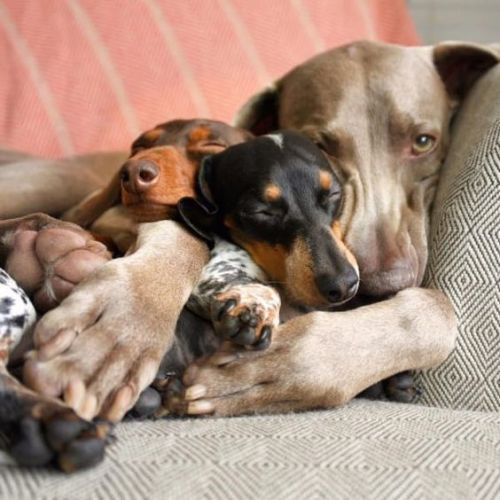 uwupuppersuwu: Heartbroken Weimaraner Learns To Love Again With Her 2 New Best Friends – LittleThing