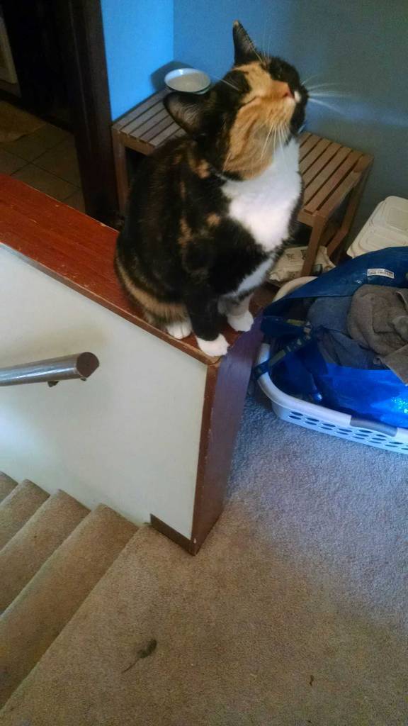 cute-overload:  We’ve been training her to be a mouse killer. She finally caught