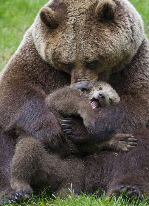 stayshreddedmyfriends: boredpanda: 15+ Un-Bear-Ably Cute Momma Bears Teaching Their Teddy Bears How 
