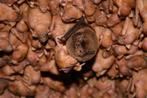 In many bat colonies, almost all the females birth their babies at the same time. Photo credit: Stev