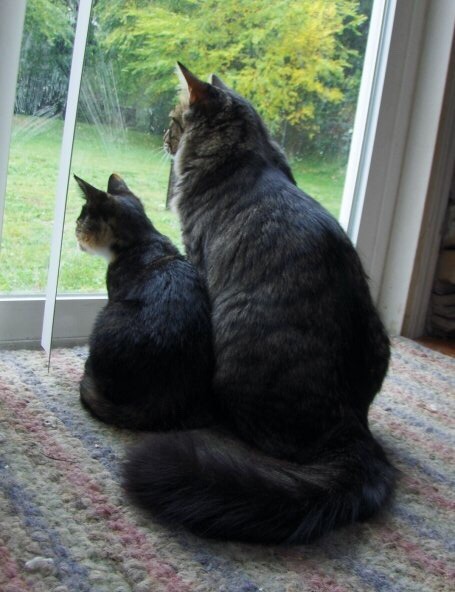 whaile:just found this old picture of my cats im crying look how little luna was