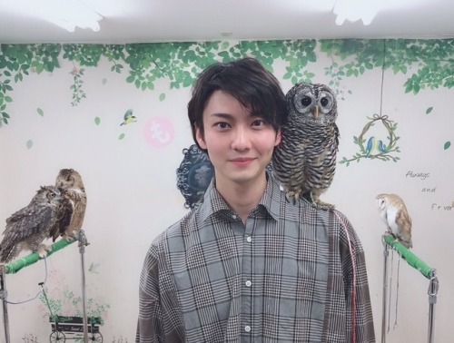 engekihaikyuu: Haruto (Bokuto) and Shungo (Akaashi) went to an owl cafe together! They both tho