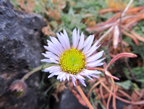 cutleaf daisy (Erigeron compositus) flowering in December (!?)