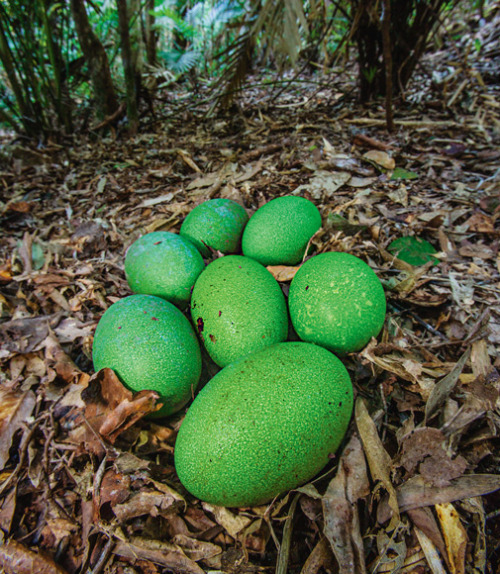 scienceyoucanlove:  Big Bird: In the far north of Australia the cassowary plays a central role in shaping the rain forest. By Olivia Judson Photograph by Christian Ziegler  On the ground in front of me there’s a large round pile of what looks like