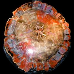 zerostatereflex:  Petrified Wood Photo: Charles