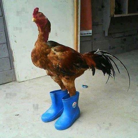 thelastkushbender:thatfunnyblog:FUCK IT UPare those the new Chanel boots?