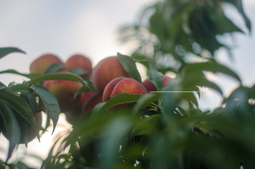 inthespiritofbeing:(because gardening and peach picking feels like bliss with my flower gyal)because