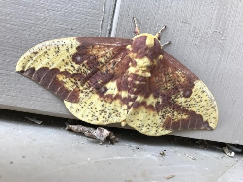 hazilsky:Oh what a moth! #moth #nature #school (at Isaac Dickson Elementary School)