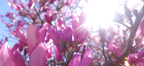 And Here Are Some More.. These Are Japanese Magnolias. I Don't Know What The Last Tree Was, I Forgot