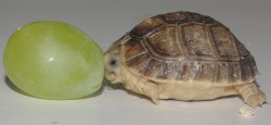 awwww-cute:  Cute grape with a turtle for