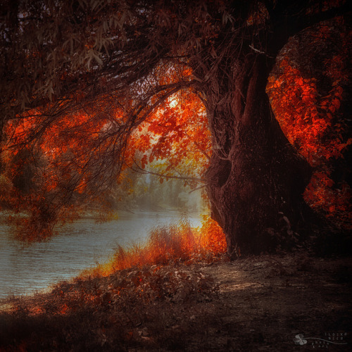 Love me under the burning tree by ildikoneer on Flickr.