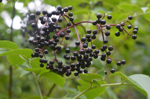                                 Elderberries!I was out riding my bike when I came across these elder