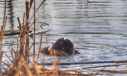 It was two years ago today that I had a couple of beavers start making out in front of me. Accidenta