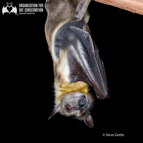 Time for a #BatFact! Did you know that the Straw-colored fruit bat is the second largest bat in Afri