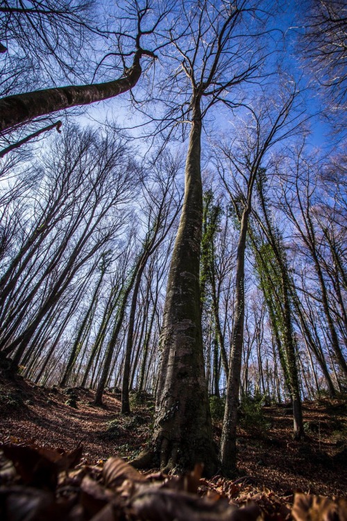 La Fageda de'n Jordà (Catalunya) © Misja Klimov, 2016