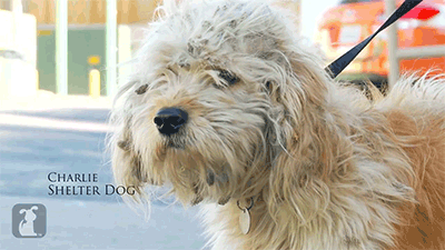 huffingtonpost:  This makeover literally saved Charlie’s live. See the full video