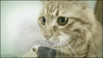 GIF TV